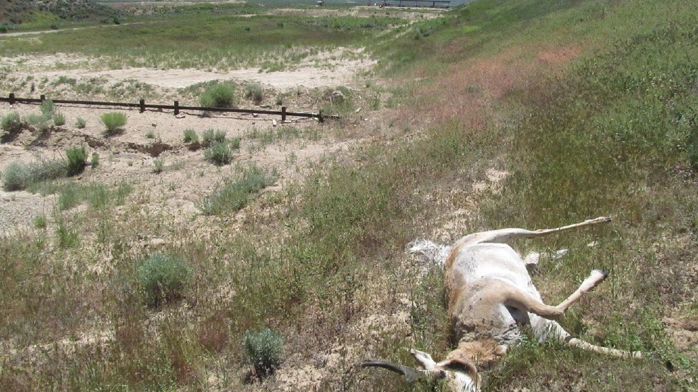 Elko Antelope