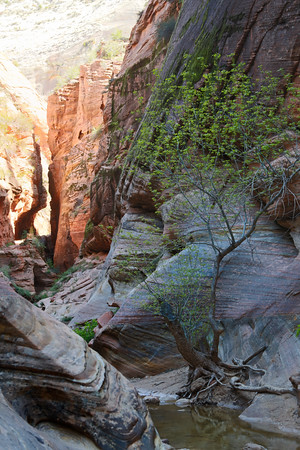 Slot Canyon on Observation Point Trail (Zion National Park)